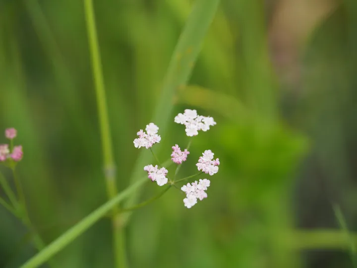 Parc Chlorophylle (Belgie)